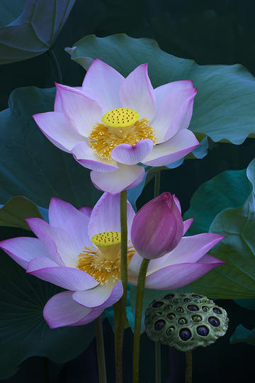 如果把女性比作鲜花，你心中哪种「花」更能代表随新绽放的女性力量？