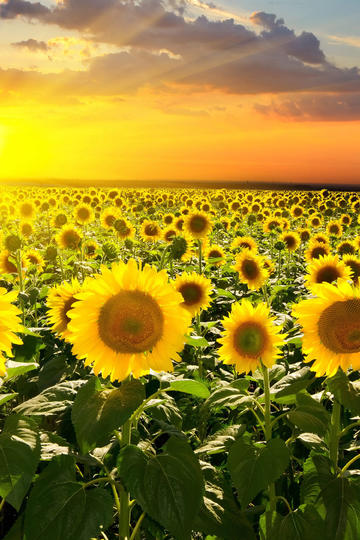 壹柒碰胡_壹柒碰胡预约下载开元棋牌- 开元棋牌官方网站- 开元棋牌APP下载_攻略_礼包_九游